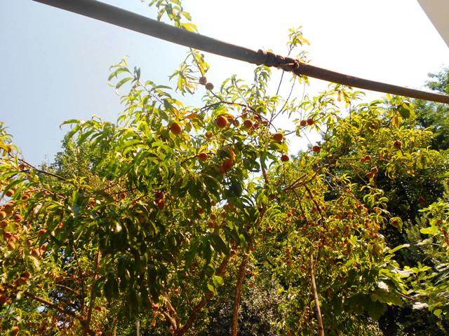 DSCN2601