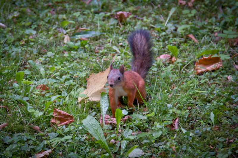 IMG_4378
