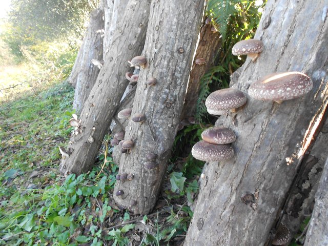 DSCN3374