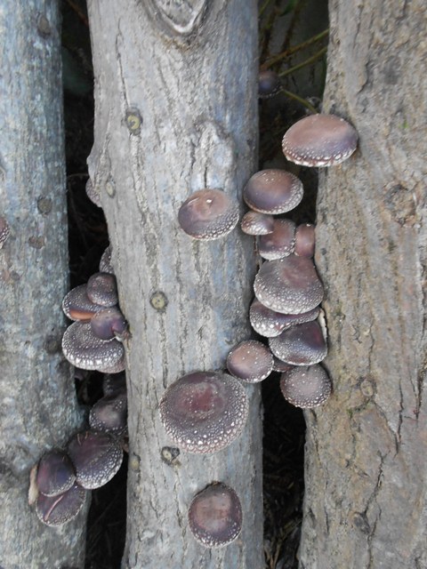 DSCN3376