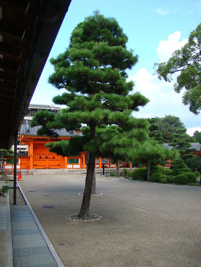 35 Beautiful-garden-in-Sanjosangendo-temple,-home-to-many-Vedic-deities-of-the-ancient-Japan