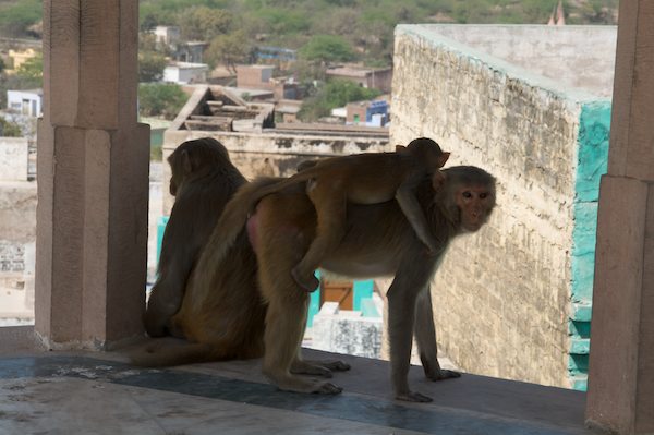 2009_India12