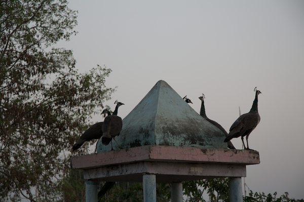 2009_India23