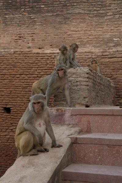2009_India65
