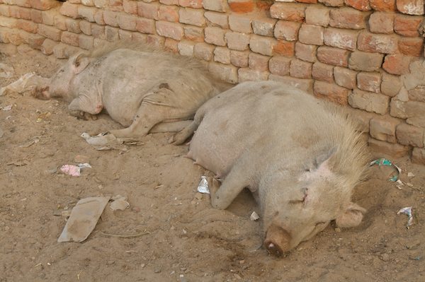 2009_India66